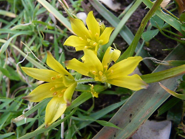 Gagea granatellii